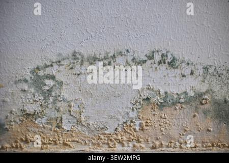 Mold growth on the walls inside an apartment building. Humidity in the room and the appearance of mold. Stock Photo