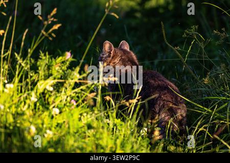 Playful tabby pauses in tall meadow grass to groom in a patch of warm light speckled with tiny blooms and insects reflecting a quiet natural moment by Stock Photo