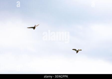 Two birds arc across a soft cloudy sky flying in loose formation with wings spread wide minimal shapes on a bright background evoking motion freedom a Stock Photo
