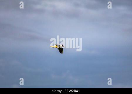 A gull cuts across a cool sky with wings tucked in a swift banking move The open air holds a smooth blue gradient and the lone bird becomes a quick br Stock Photo