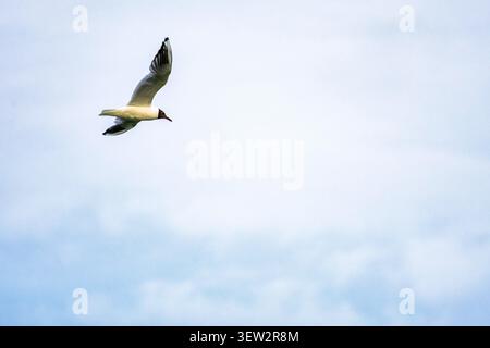 Seagull banking mid flight against bright sky shows elegant form and dark wing tips simple background adds space and emphasizes the rhythm of feathers Stock Photo