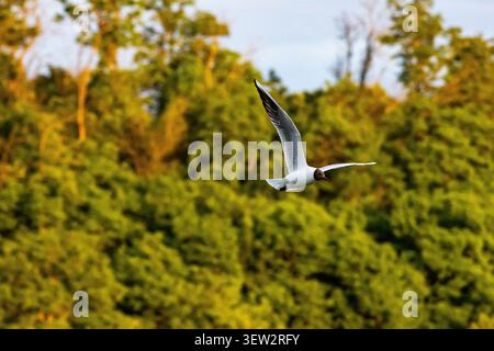 A graceful gull sails above a sunlit forest of dense green trees. Wings spread wide the bird glides through golden evening light over leaves and shado Stock Photo