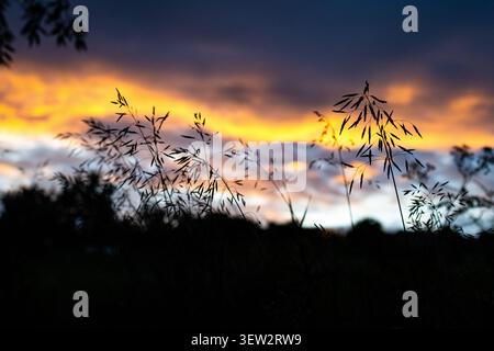 Backlit meadow grasses sway against a dramatic sunset. Fine stems and seed heads draw dark shapes while warm clouds pour color behind them and the mom Stock Photo