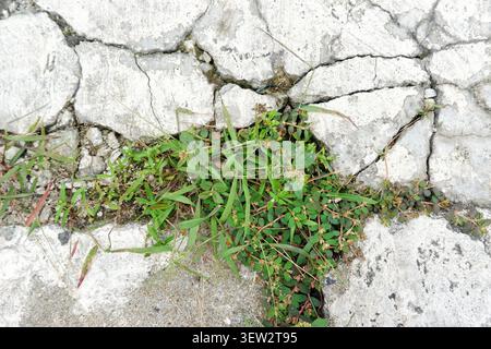 Close-up portrait view of a cluster of wild grass and small plants growing vigorously from a large fissure in a cracked concrete surface. Stock Photo