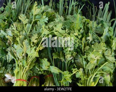 Close up of fresh coriander and spring onion bunches background Stock Photo