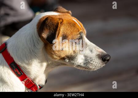 Portrait of a Jack Russell Terrier in profile Stock Photo