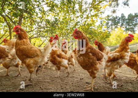 Free-range chickens on a small holding in New Zealand Stock Photo