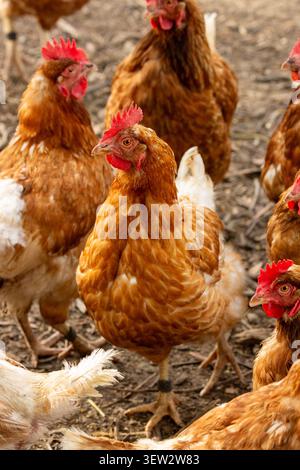 Free-range chickens on a small holding in New Zealand Stock Photo
