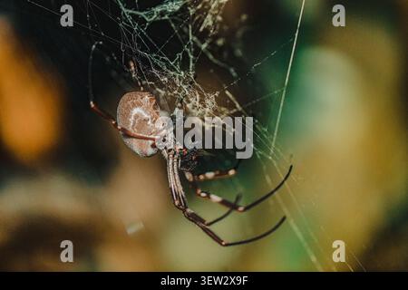 Close-up on orb weaver spider resting at the centre of its web Stock Photo