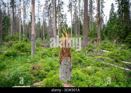 Forest meadow with destroyed fallen spruce trees after hurricane and invasion of bark beetle. Stock Photo