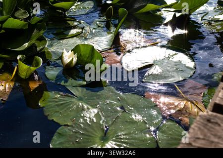 Sunlight sparkles on a tranquil pond with green lily pads and a single white waterlily in bloom beside a wooden edge. Reflections dance on the water c Stock Photo