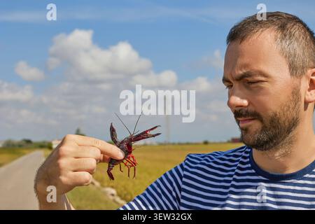 A young man looks at a red swamp crayfish caught in a rice field in Albufera, Valencia, Spain. Stock Photo