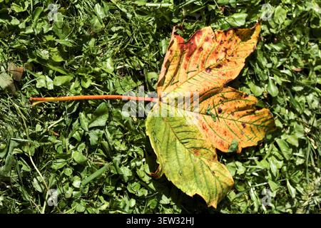 A fallen autumn Field Maple leaf (Acer campestre) showing it's seasonal colours. Stock Photo