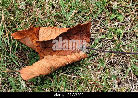 A curled fallen autumnal Maple tree leaf  laying on grass Stock Photo