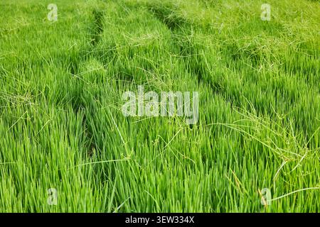 Close-up of a rice field. Agriculture concept growing rice plants in the Albufera of Valencia, Spain. Stock Photo