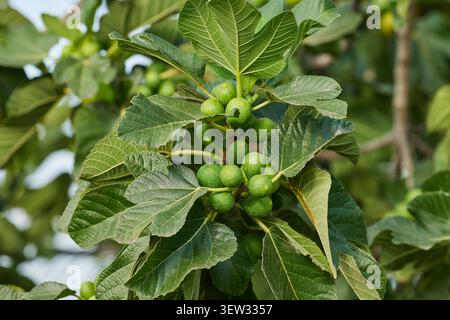 Figs ripening on a fig tree. Close-up of a fig tree, fruits and branches in nature Stock Photo