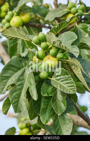 Figs ripening on a fig tree. Close-up of a fig tree, fruits and branches in nature Stock Photo