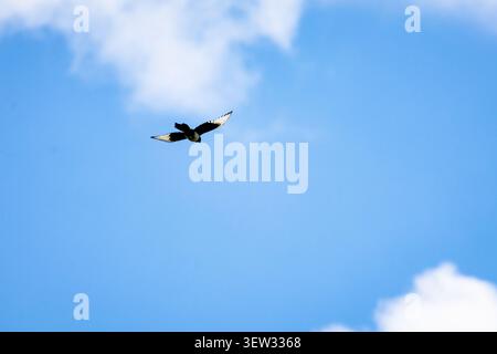 Graceful magpie banks in the wind revealing patterned primaries and a dark body. Against a soft sky the small traveler suggests curiosity resilience a Stock Photo