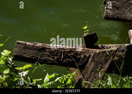 Sunlit seedling pushes from a weathered stump beside still water. New growth rises from old wood as tiny leaves glow with life and the calm green surf Stock Photo