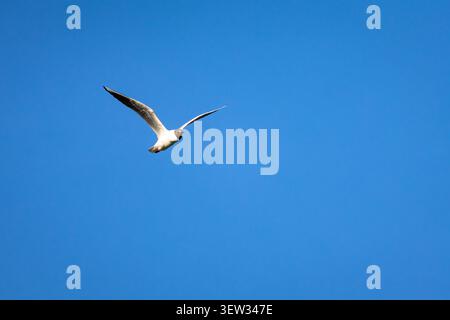 Elegant gull cruises high against a deep blue background. The simple composition and relaxed wing set evoke quiet strength clarity and airborn ease in Stock Photo