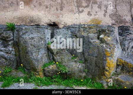 Weathered stone wall with moss and small yellow flowers. Textured concrete above. Nature grows through cracks in aged rock. Greenery thrives at base o Stock Photo