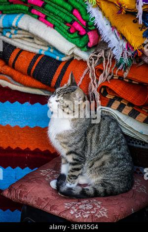 A domestic short-haired tabby cat with white paws and chest sits on a red cushion with white patterns, looking left. Behind the cat, several folded, v Stock Photo