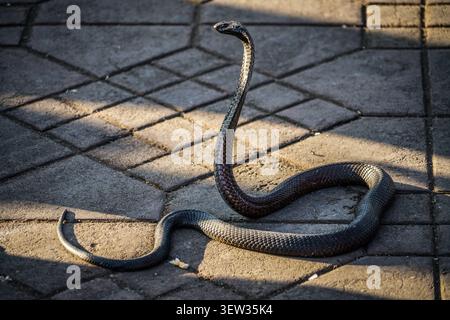 A dark-colored cobra snake is shown rising from the patterned pavement, partially in shadow and partially in sunlight. This image captures the behavio Stock Photo