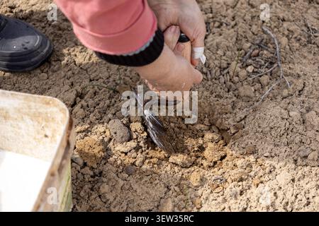 Gardener digging a small hole with a hand tool in cracked soil while working outside, conveying the importance of careful preparation for successful c Stock Photo
