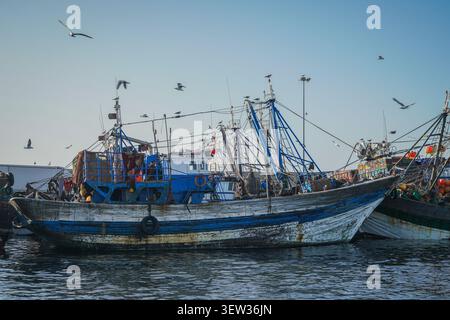 Two old fishing boats are moored in a harbor in Morocco under a clear sky, with several seagulls flying around them. This image conveys the essence of Stock Photo