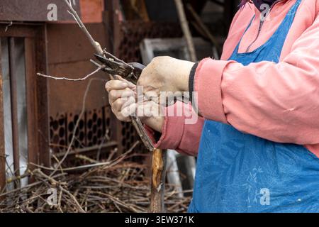 A close up of an older person's hands cutting small wooden twigs with rusted garden clippers, illustrating hobby horticulture, an active lifestyle, an Stock Photo