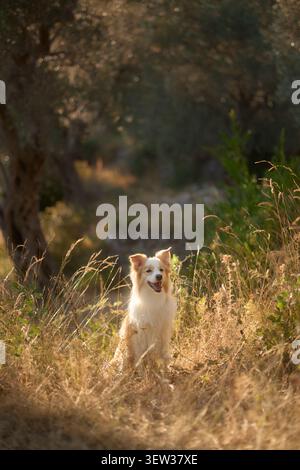 A border collie stands alert in dry grass with warm golden light. The photo was taken in an olive grove during sunset, casting soft highlights across Stock Photo