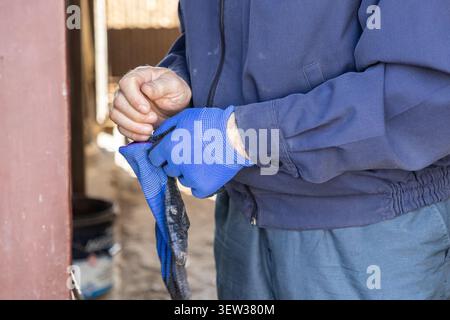 A manual laborer adjusts durable blue work gloves to safely prepare for construction or maintenance duties, illustrating the importance of personal ge Stock Photo