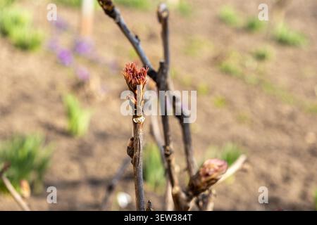 Macro view of a vibrant peony sprout awakening on a dry stalk in a sunlit garden, representing beauty, rebirth, and the gentle arrival of spring seaso Stock Photo