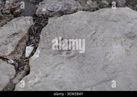 Small animal paw impression embedded in a rough stone tile, reflecting a nostalgic and charming detail that signifies the presence of pets in a natura Stock Photo
