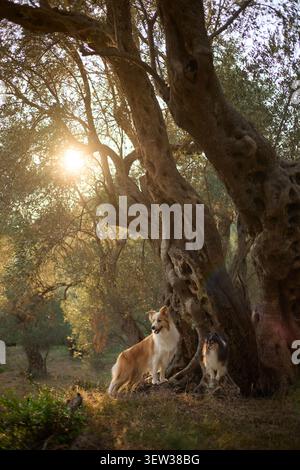 A sheltie and border collie lie at the base of a large olive tree, basking in golden light. The soft sun rays filter through the branches, creating a Stock Photo