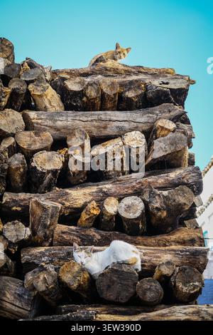Two domestic short-haired cats are resting on a large, irregularly stacked pile of cut firewood. One ginger cat is perched at the very top, while a wh Stock Photo