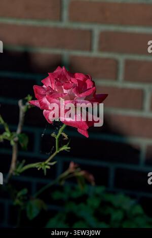 Pink and white rose flower blooming in front of a brick wall in soft sunlight Stock Photo