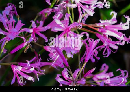 A close-up shot captures the vivid pink blossoms of Nerine bowdenii, commonly known as Cape Nerine or Guernsey Lily, in full bloom against a dark, sof Stock Photo