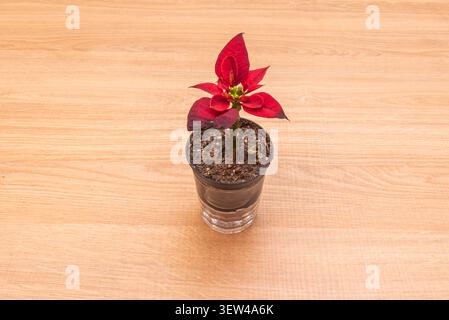 A small set of three artificial succulent plants in pastel-colored pots, arranged on a decorative bamboo tray Stock Photo