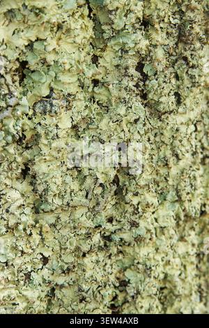 Macro texture of green lichen and moss growing on a rough surface. Detailed natural background perfect for organic, environmental or abstract design. Stock Photo