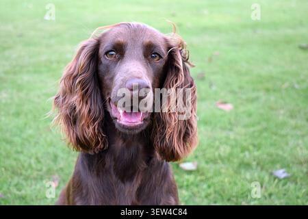 Portrait of a brown English Cocker Spaniel outdoors Stock Photo