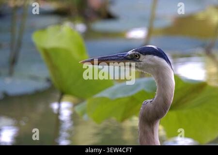 Great blue heron portrait among green lotus leaves in a wetland pond Stock Photo