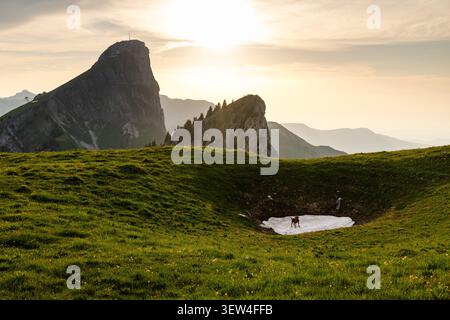 Labrador Dog on Snow Patch at Sunset in the Bernese Alps near Stockhorn, Switzerland (Canis lupus familiaris) Stock Photo