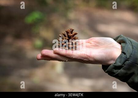 Hand gently holding a pine cone Stock Photo