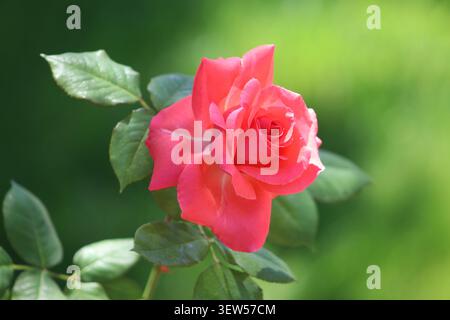 A single pink rose blooms against a lush green background. Stock Photo