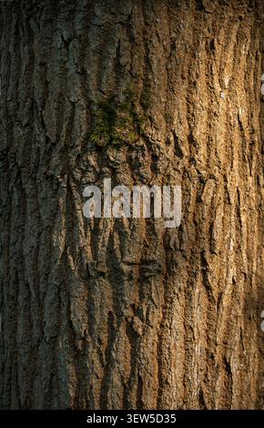 Detail of a tree trunk showing the rough texture of the bark illuminated by sunlight Stock Photo