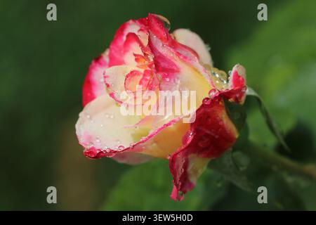 A single pink and yellow Double Delight Rose blooms in the rain against a lush green background. Stock Photo