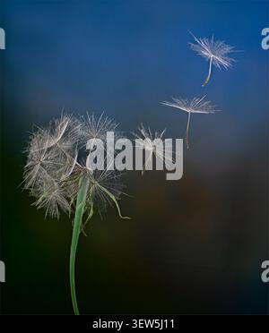 Seed head and floating seeds of a salsify plant (Tragopogon sp.) being carried by the wind for disperasal. Stock Photo