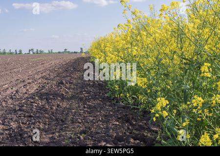 Extensive rapeseed field in full bloom with vibrant yellow flowers growing across rural agricultural landscape Stock Photo