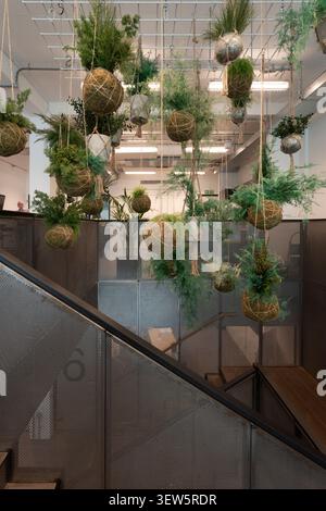 Kokedama plants hang over the staircase at Society Building Fitzrovia to create a biophilic workspace. Stock Photo